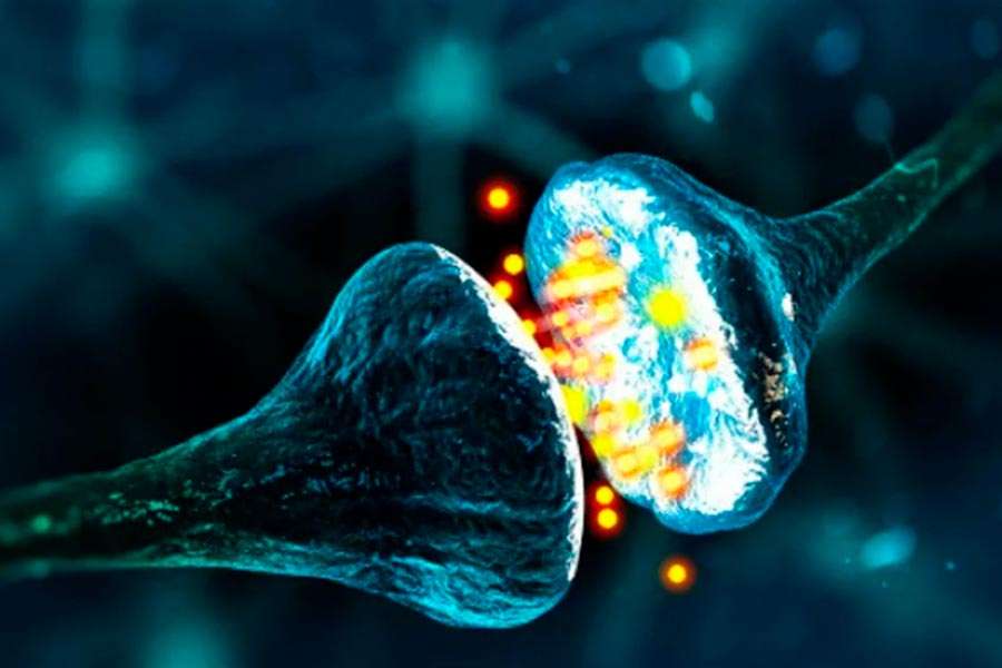 sistema endocanabinoide