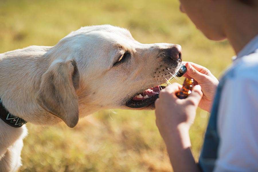 Ação da Terapia Canabinoide